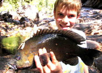 Sooty grunters rule!